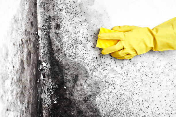 Best Post-Remediation Verification Testing  in Harrington Park, NJ