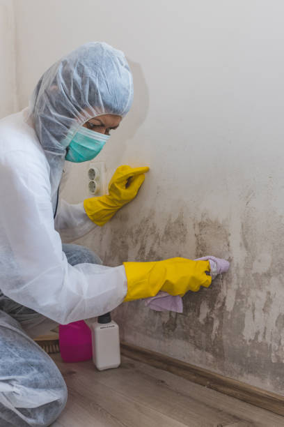 Trusted Harrington Park, NJ Mold Removal Experts