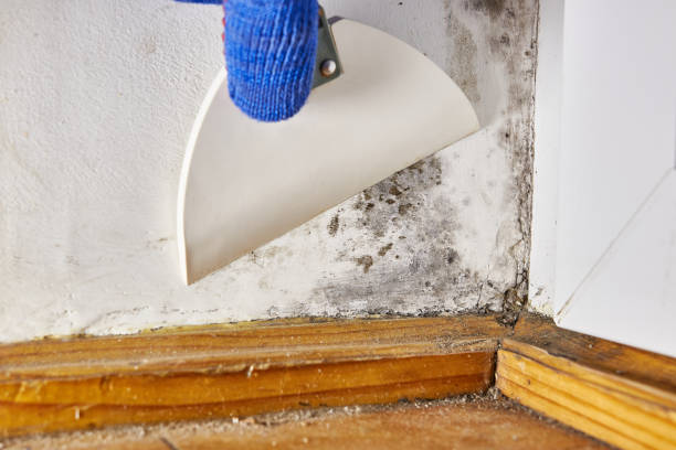Best Attic Mold Removal  in Harrington Park, NJ