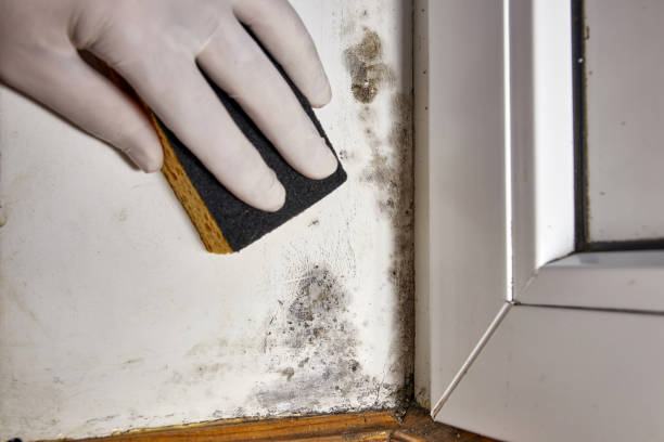 Biohazard Mold Removal in Harrington Park, NJ
